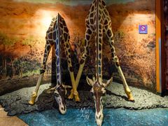 -上海海洋水族馆