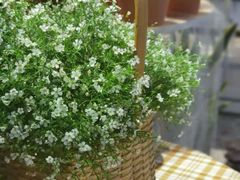 -Libra Flora花店(骆岗中央公园店)