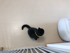 -猫在这儿猫咪咖啡馆·撸猫馆