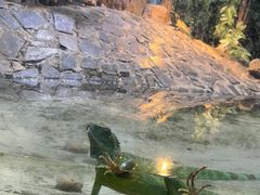 -上海大自然野生昆虫馆(东方明珠·爬宠昆虫探索中心)