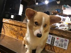 -more than meow吴止猫主题餐厅(承德 中船汇店)