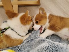-浣熊柯尔鸭土拨鼠·电玩咖