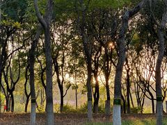 -大兴滨河森林公园