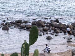 -广东惠东海龟国家级自然保护区