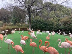 -上海野生动物园