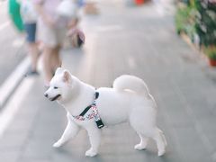 -溪岸路花鸟市场