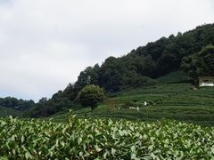 -龙井村