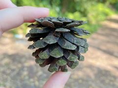 -铁山坪森林公园