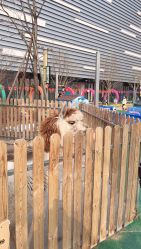 -萌宠亲子动物乐园(槐房万达店)