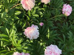 -合肥三国新城遗址公园