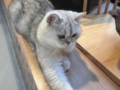 -豆逗聊愈猫阁Easy Life