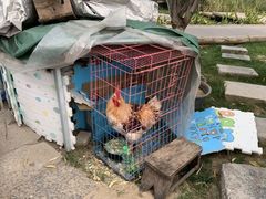 -春风习习