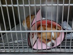 -瑞鹏宠物医院·超声·骨科·奇麟分院(蜀都万达店)