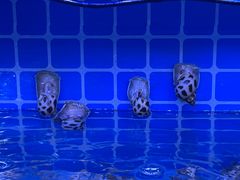 -阿弟特色海鲜餐厅·大排档(平潭店)