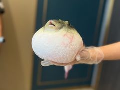 -鲐赏河豚(长寿店)