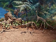 -自贡恐龙博物馆