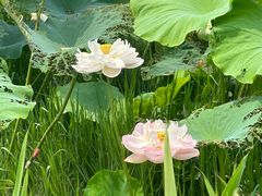 -莲花岛景区