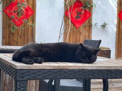 -喵屿·大理花园猫咖