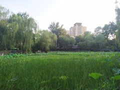 -莲湖公园