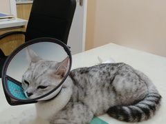 -芭比堂动物医院·24小时·眼科中心(深圳中心)