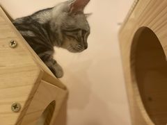 -猫咪派对(江南西店)