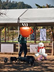 -阿菠萝小猪农场·萌宠乐园·亲子游·研学