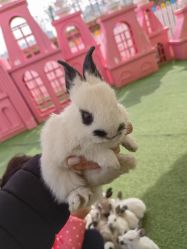 -萌宠亲子动物乐园(槐房万达店)