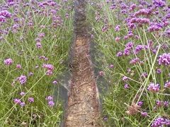 -紫颐香薰山谷景区