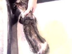 -佳雯宠物医院·皮肤科·内外科(春晓路分院)