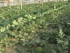 -庞各庄西瓜蔬菜采摘园·锦华瓜园