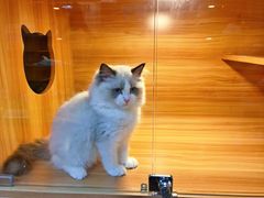 -猫十亿·布偶金渐层·曼基康矮脚猫舍(青年路店)