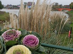 -荷兰花海