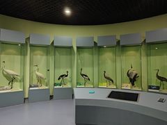 -盐城丹顶鹤湿地生态旅游区