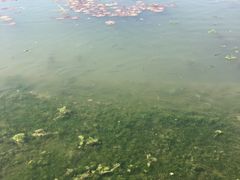 -新江湾城公园