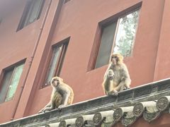-黔灵山公园