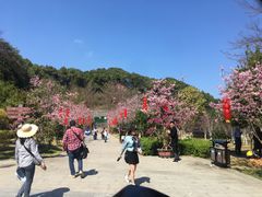 -广州市帽峰山景区