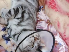 -伟伟宠物医院·CT影像中心·瑞派犬猫综合性门诊(汉口总院)