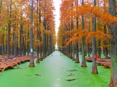 -渌洋湖湿地公园