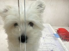 -翊宠yipet猫狗购宠庄园犬舍•猫舍