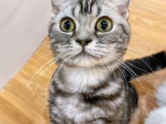 -COLOR PETS 撸猫馆·购猫·猫咖(长风大悦城店)