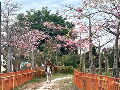 -广东花都香草世界旅游度假区