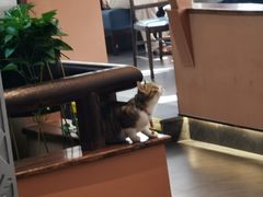 -季季红火锅(长沙步行街店)