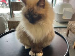 -喵屿·大理花园猫咖