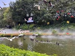 -广州长隆飞鸟乐园