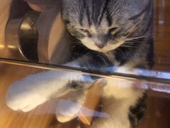 -喵百万·布偶·蓝金金渐层英短·猫舍(百子湾店)