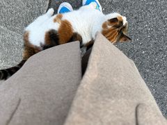 -上海怡沁园度假酒店