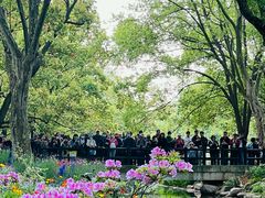 -上海共青森林公园