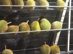 -都念榴莲·城市榴莲