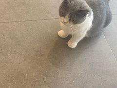 -飞行喵MR PILOT|猫舍·猫咖(静安大融城店)