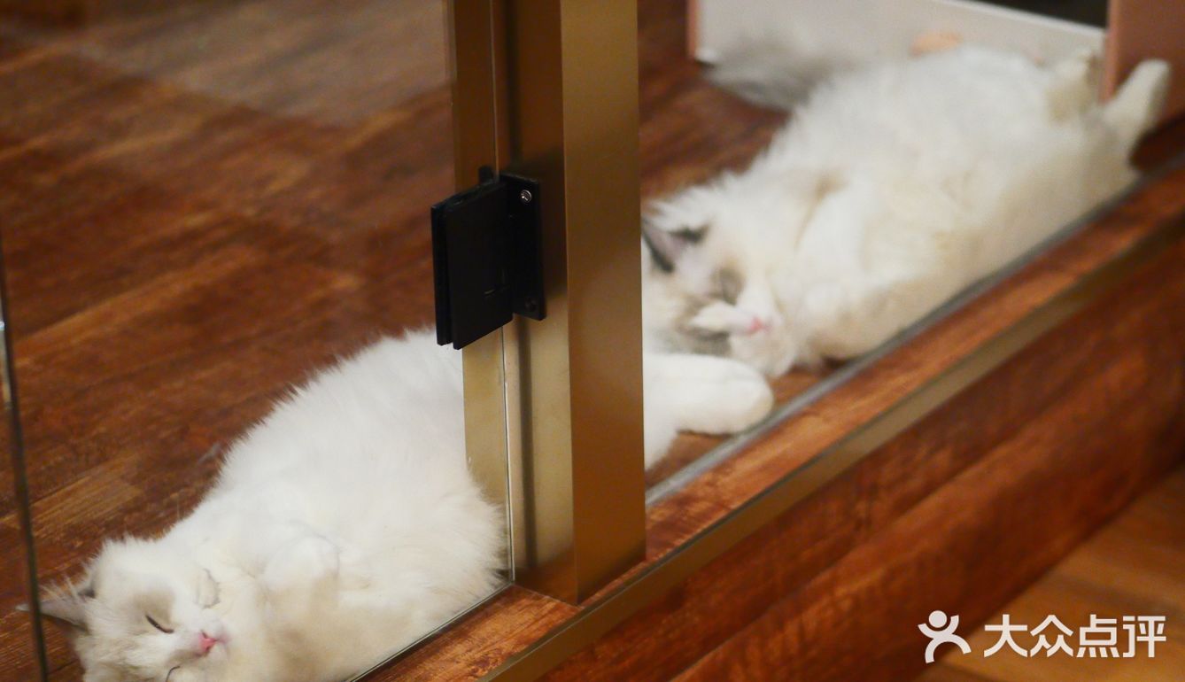 猫咖还能打桌游，这也太治愈了 